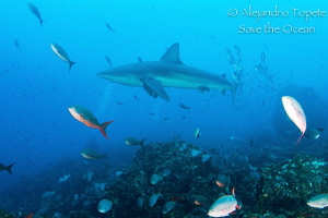Shark  with fishes, Galapagos Ecuador by Alejandro Topete 